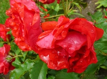 User post image
