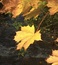 User post image