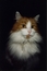 User post image