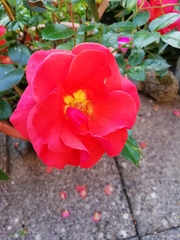 User post image