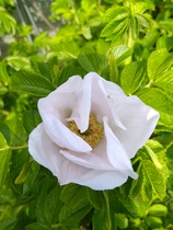 User post image