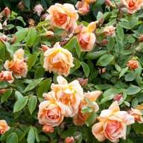 User post image