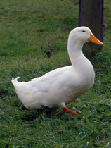 User post image