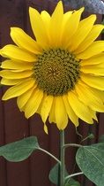 User post image