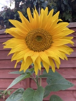 User post image