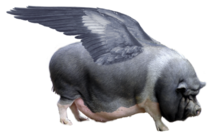 User post image