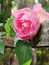 User post image