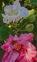 User post image