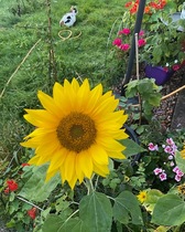 User post image