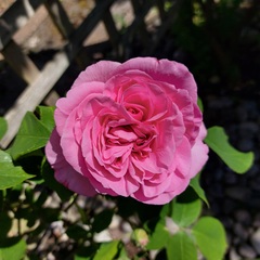 User post image