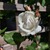 User post image