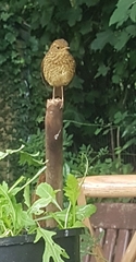 User post image