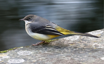 User post image