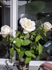 User post image