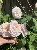 User post image