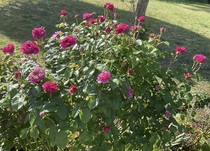 User post image