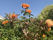 User post image