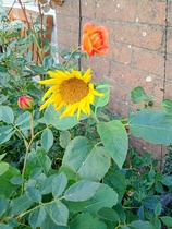 User post image
