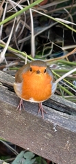 User post image