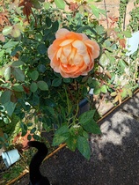 User post image